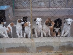 Cani Sud Nord-cuccioli