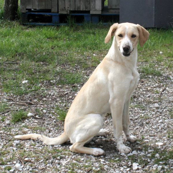 A Collungo una fontana “accessoriata” con la ciotola per i cani