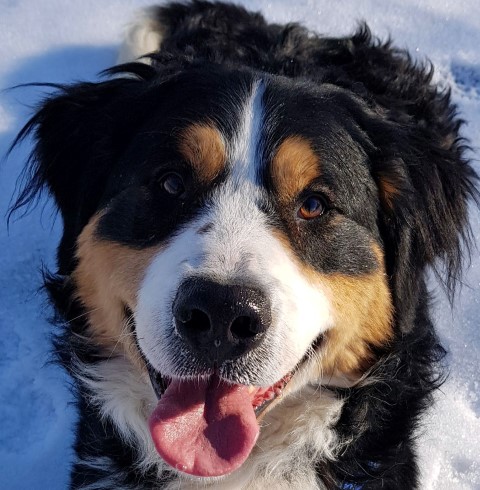 Adottati Bilbo e Rambo, i due adorabili simil bernese