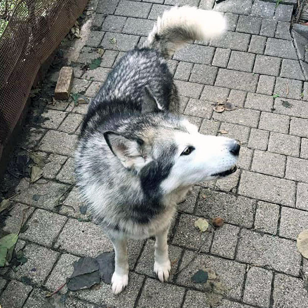 Buone notizie per Martino, vecchio cane rimasto solo