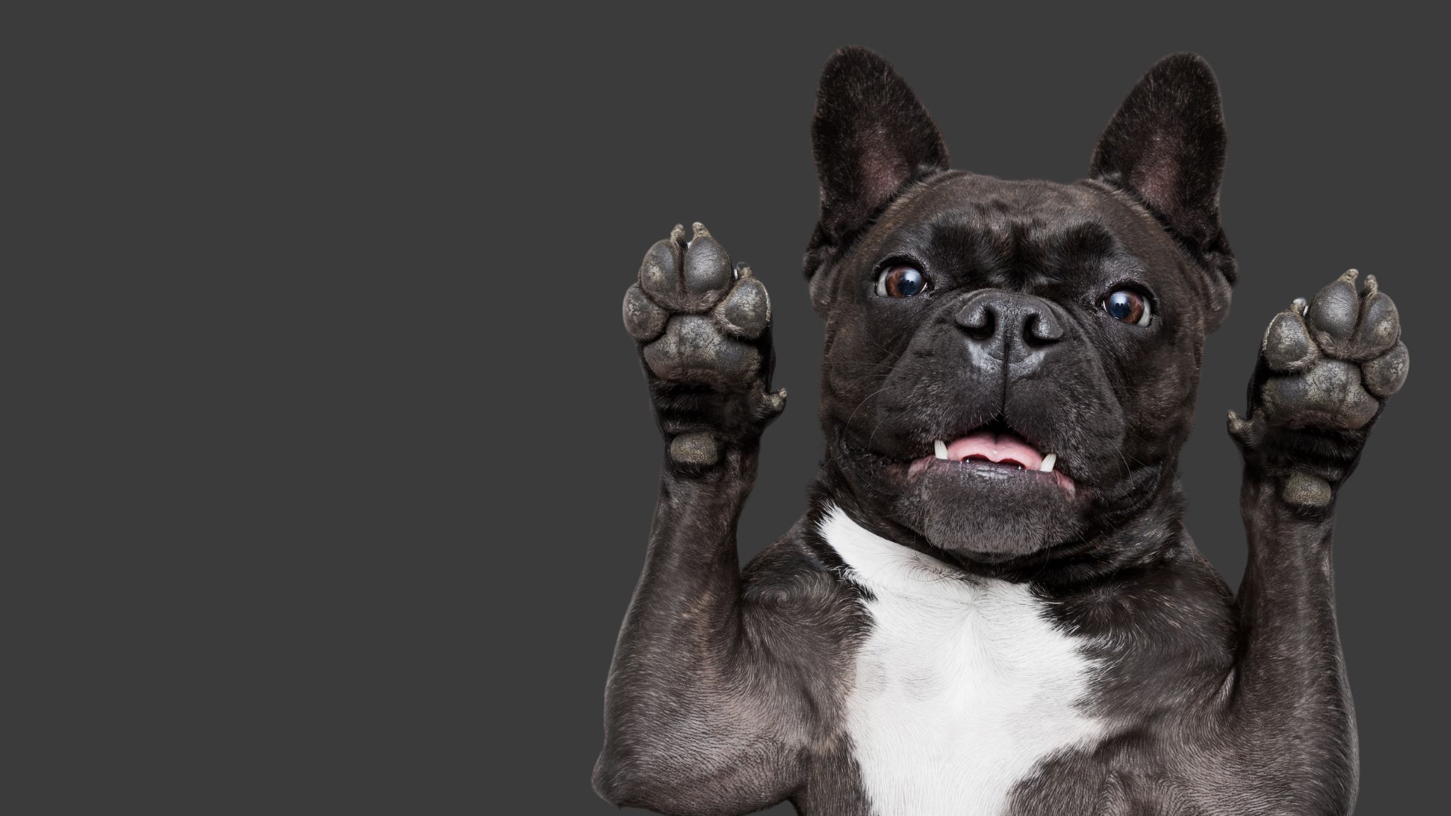 Ma il bacio piace al cane?